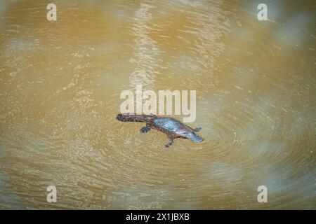 Ornithorynques sauvages nageant dans la rivière Murky à Atherton Tablelands, Queensland, Australie Banque D'Images