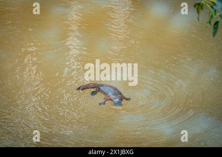 Ornithorynques sauvages nageant dans la rivière Murky à Atherton Tablelands, Queensland, Australie Banque D'Images