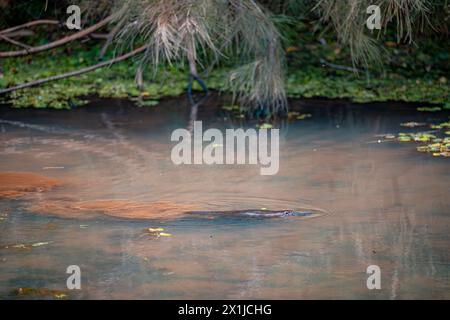 Ornithorynques sauvages nageant dans la rivière Murky à Atherton Tablelands, Queensland, Australie Banque D'Images