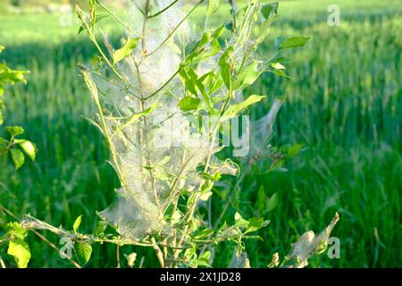 Papillon en toile d'araignée sur les jeunes plantes, les buissons, les troncs en toile d'araignée continue, les parasites dévorent la verdure végétative, le feuillage, les Yponomeutidae, le conce de jardinage Banque D'Images