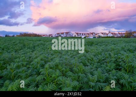 Beau ciel de coucher de soleil sur le village et les champs verts avec l'hiver phacelia tansy, Phacelia tanacetifolia, plante herbacée annuelle dans le champ, rôle de Phace Banque D'Images