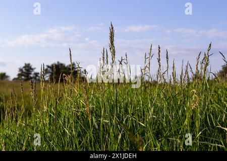 Prairie d'herbe de prairie avec les sommets des panicules de stèle. Poa pratensis herbe verte de prairie européenne. Banque D'Images