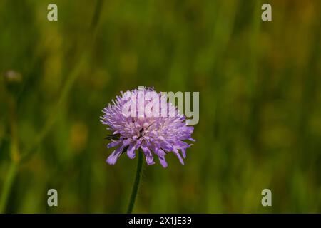 Gros plan d'un champ de couleur rose scabious Knautia arvensis fleurissant sur une prairie verte. Banque D'Images