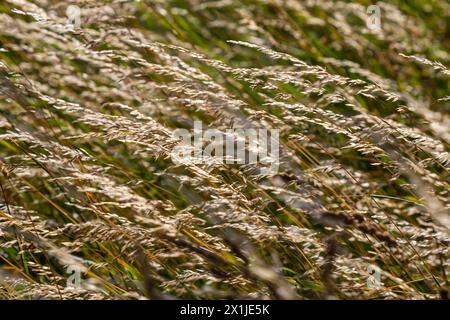 Prairie d'herbe de prairie avec les sommets des panicules de stèle. Poa pratensis herbe verte de prairie européenne. Banque D'Images