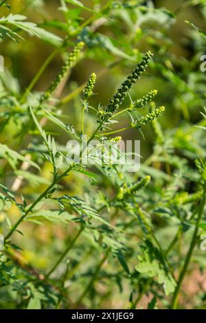 Fleur d'une ambroisie commune, Ambrosia artemisiifolia. Banque D'Images