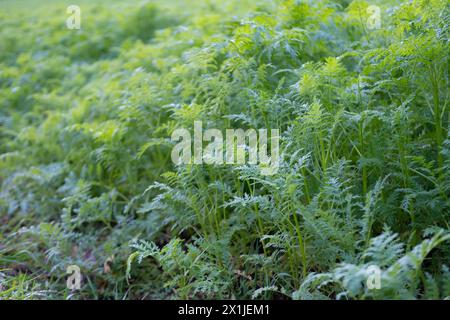 phacelia tanacetifolia, Phacelia tanacetifolia, plante herbacée annuelle dans les champs, agriculture durable, y compris l'utilisation de la culture de couverture, plante de miel, IM environnemental Banque D'Images