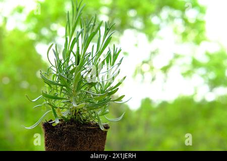 gros plan de plants de transplantation de mains femelles, jeunes plants de lavande, jardinier en gants tient la plante préparée pour la transplantation, racines entrelacées de soi Banque D'Images