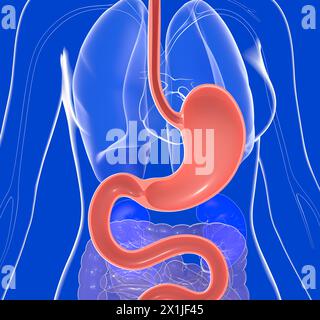 Illustration anatomique 3D de l'estomac avec brûlures d'estomac et reflux. Sur un corps de femme en verre transparent montrant les organes internes. Banque D'Images