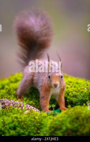 Écureuil roux eurasien, Sciurus vulgaris, se nourrissant dans une forêt Banque D'Images