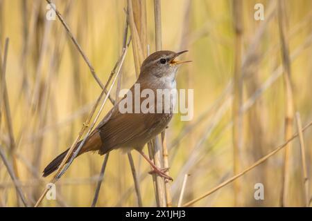 Libre de la paruline Cetti cettia cetti, oiseau, chant et perché dans un écrin de forêt durant la saison de printemps. Banque D'Images