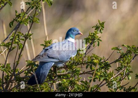 Close-up of a pigeon ramier, Columba palumbus, perché dans un arbre pendant la saison du printemps Banque D'Images