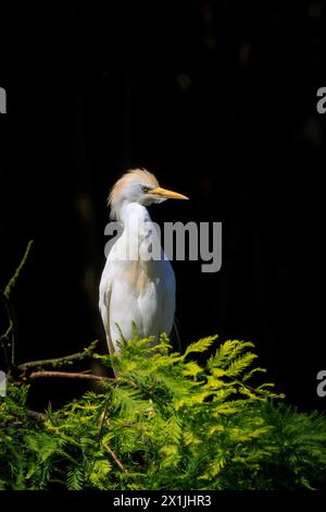 Gros plan d'une aigrette de bétail occidentale, Bubulcus ibis, perchée dans un arbre Banque D'Images