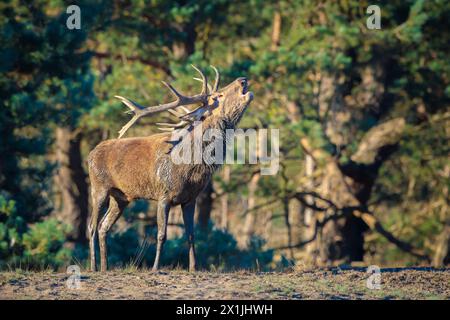 Red Deer, cervus elaphus mâle en rut, pendant la saison des amours sur un champ près d'une forêt en violet heather en fleurs. Parc national De Hoge Veluwe, l'Ne Banque D'Images
