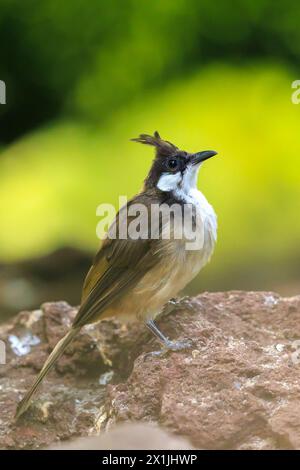 Red-crested bulbul moustac ou, Pycnonotus jocosus, perché dans une forêt Banque D'Images