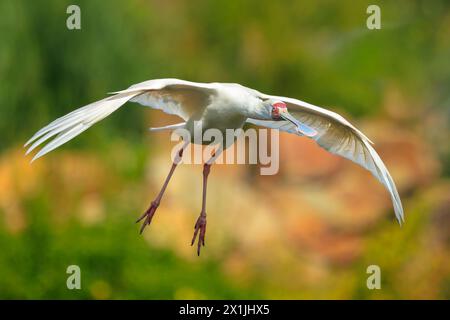 Gros plan d'un Spoonbill africain, Platalea alba, en vol Banque D'Images