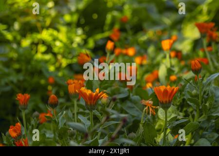 Petites fleurs oranges aux tiges droites ouvrant leurs pétales en début de journée dans un champ plein de vert entre ombres et rayons de soleil Banque D'Images