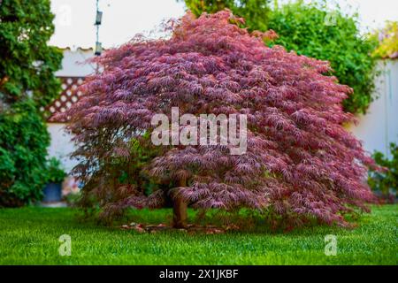 Feuillage rouge de l'érable japonais suintant Laceleaf (Acer palmatum) dans le jardin Banque D'Images