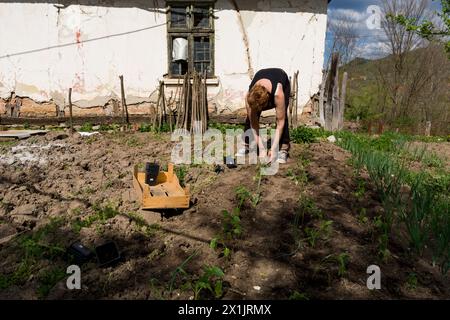 Une agricultrice à la campagne plante de jeunes racines de poivre dans son petit jardin derrière la maison par un jour ensoleillé de printemps Banque D'Images