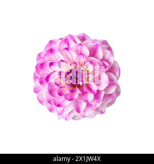 Fleur de dahlia pourpre isolée sur fond blanc. Banque D'Images