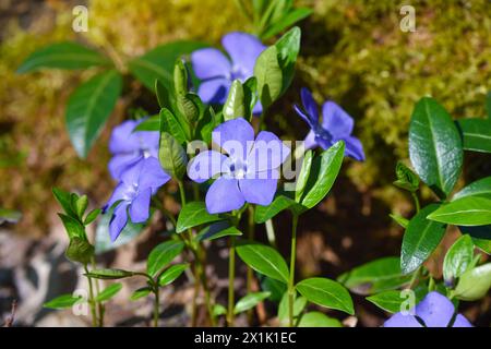 Bleu pervenche Vinca fleurs de printemps dans la forêt Banque D'Images