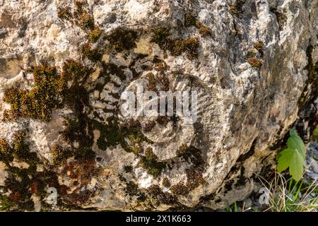 Grande roche calcaire vieillie avec de la mousse et des lichens à la surface et une énorme empreinte d'ammonite fossile au milieu. Banque D'Images