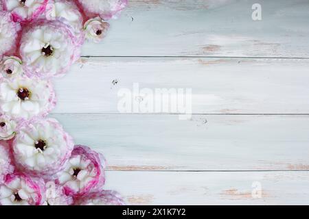 Ranoncule volanté rose et blanc sur une table de fond en bois rustique bleu et blanc. Vue de dessus. Banque D'Images