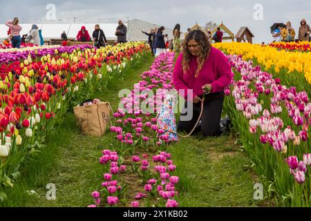 Femme agenouillée parmi les tulipes dans un champ de tulipes tenant un chien en plomb, Tulleys Tulip Fest à Tulleys Farm, Turners Hill, Crawley, West Sussex Royaume-Uni en avril Banque D'Images