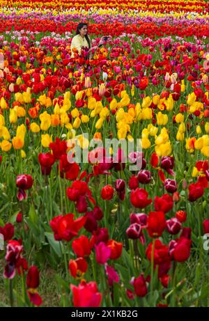 Femme prenant selfie parmi les tulipes, Tulleys Tulip Fest à Tulleys Farm, Turners Hill, Crawley, West Sussex Royaume-Uni en avril Banque D'Images