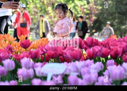 Shijiazhuang, province chinoise du Hebei. 16 avril 2024. Un enfant est vu parmi les fleurs dans un jardin botanique de la ville de Shijiazhuang, dans la province du Hebei, au nord de la Chine, le 16 avril 2024. Crédit : Chen Qibao/Xinhua/Alamy Live News Banque D'Images