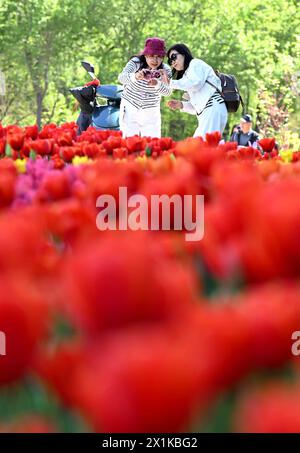 Shijiazhuang, province chinoise du Hebei. 16 avril 2024. Les visiteurs prennent des photos de fleurs dans un jardin botanique de la ville de Shijiazhuang, dans la province du Hebei, au nord de la Chine, le 16 avril 2024. Crédit : Chen Qibao/Xinhua/Alamy Live News Banque D'Images