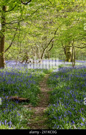 Regardant le long d'un sentier bordé de bluebell dans le bois du Sussex, un jour ensoleillé de printemps Banque D'Images