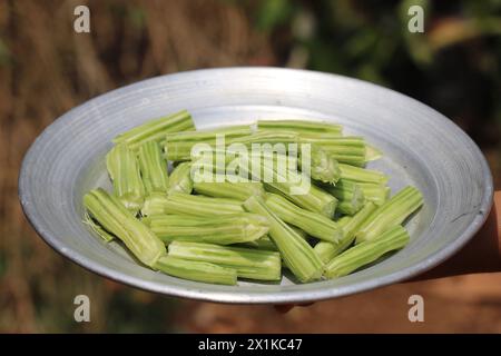 Bâtonnet de tambour pelé qui est prêt à être cuit. Les pilons sont classés comme super aliment car il a de nombreux bienfaits pour la santé Banque D'Images