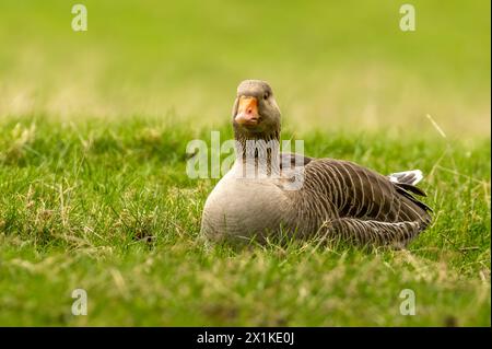 Oie de lag gris couchée dans un champ d'herbe verte Banque D'Images