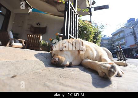 Un beau Labrador retriever se trouvant à l'extérieur d'un café et prenant un bain de soleil à Pokhara, au népal Banque D'Images