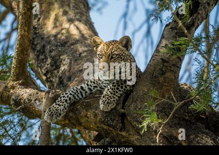 Léopard dans l'arbre, parc national de Murchison Falls, Ouganda Banque D'Images