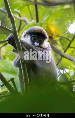 Singe à queue rouge dans le parc national de Kibale, Ouganda Banque D'Images