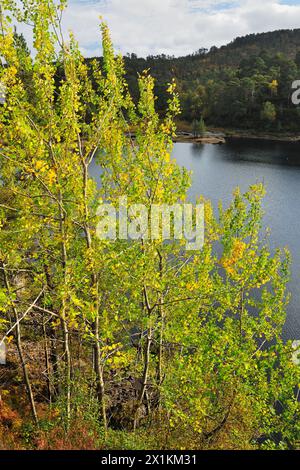 Peuplement d'arbres en bas âge (Populus tremula) avec des feuilles changeant en couleurs automnales avec Loch Benevean (Loch Beinn a' Mheadhoin) en arrière-plan. Banque D'Images