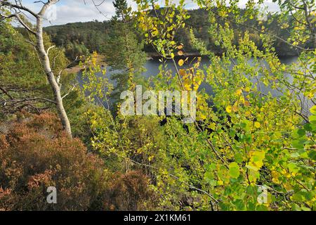 Peuplement d'arbres en bas âge (Populus tremula) avec des feuilles changeant en couleurs automnales avec Loch Benevean (Loch Beinn a' Mheadhoin) en arrière-plan. Banque D'Images