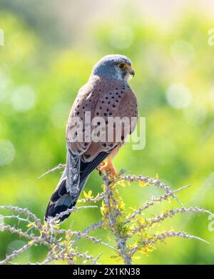 Kestrel mâle (falco tinnunculus) perché sur une petite branche, Paphos, Chypre. Banque D'Images