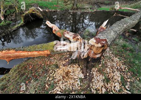 Castor européen (fibre de ricin) abattu le bouleau argenté (Betula pendula) utilisé pour la construction de barrages, comme montré en arrière-plan, Perthshire Banque D'Images