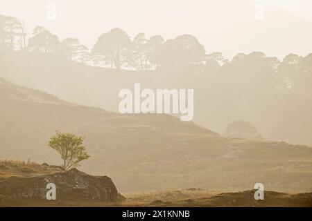 Glen Strathfarrar, vue en contre-jour de pinèdes indigènes dans la lumière du soleil brumeuse de l'après-midi avec un rowan seul (Sorbus aucuparia) poussant sur un affleurement rocheux. Banque D'Images