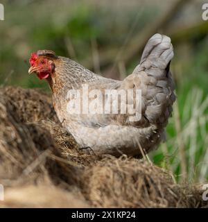 poulet libre dans le jardin Banque D'Images