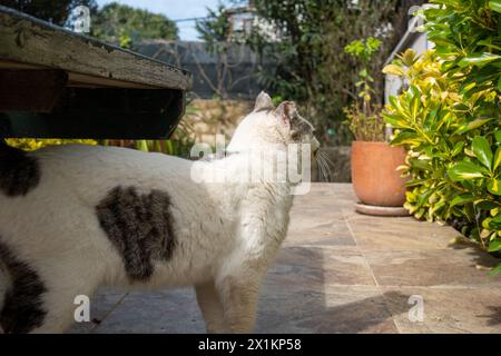 Chats heureux sur la terrasse d'un immeuble résidentiel dans un cadre verdoyant Banque D'Images