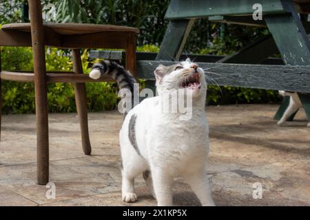 Chats heureux sur la terrasse d'un immeuble résidentiel dans un cadre verdoyant Banque D'Images