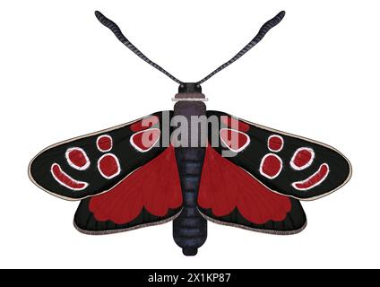 Illustration numérique du papillon Zygaena carniolica, du burnet crépusculaire ou burneton oriental sur fond blanc Banque D'Images