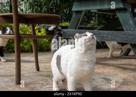 Chats heureux sur la terrasse d'un immeuble résidentiel dans un cadre verdoyant Banque D'Images