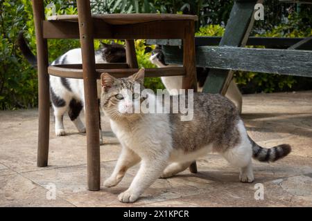 Chats heureux sur la terrasse d'un immeuble résidentiel dans un cadre verdoyant Banque D'Images