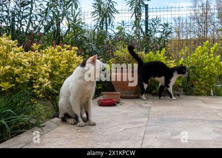 Chats heureux sur la terrasse d'un immeuble résidentiel dans un cadre verdoyant Banque D'Images