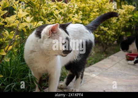 Chats heureux sur la terrasse d'un immeuble résidentiel dans un cadre verdoyant Banque D'Images