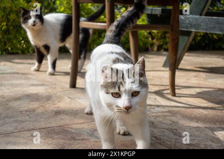 Chats heureux sur la terrasse d'un immeuble résidentiel dans un cadre verdoyant Banque D'Images